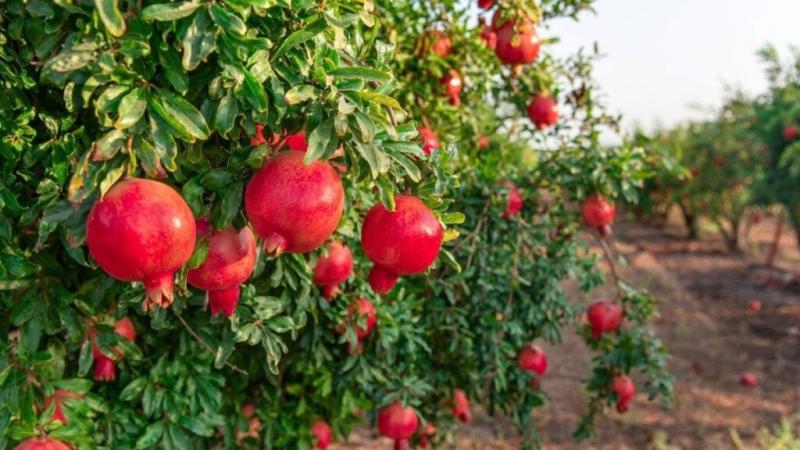 Tacna comienza a destacar por la calidad de su granada