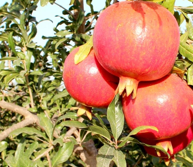 Tacna incursionaría en granadas, mientras precio de aceitunas acentúa su caída