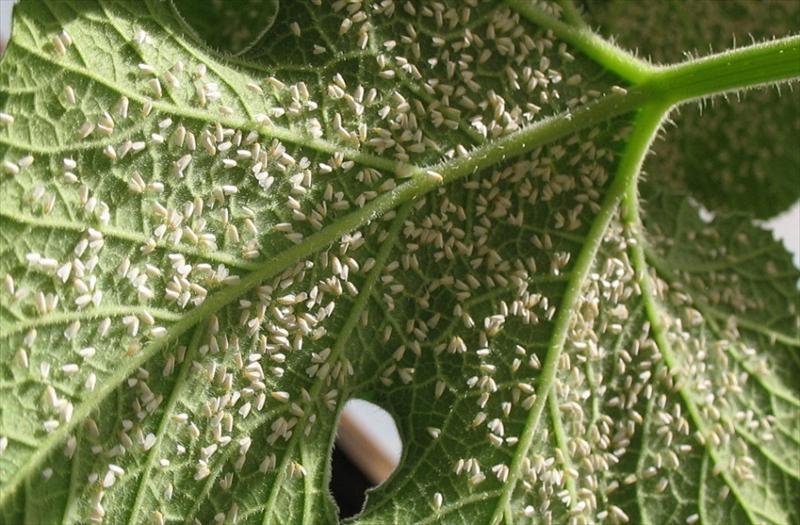 TACNA INVERTIRÁ S/. 9 MILLONES PARA COMBATIR LA MOSCA BLANCA