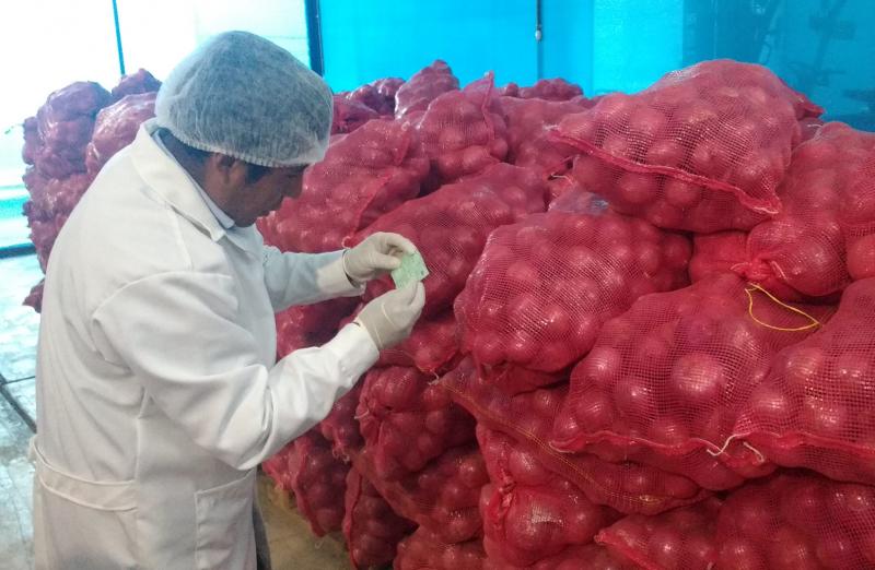Tacna registra exportación de más de 3.800 toneladas de cebolla hacia Chile