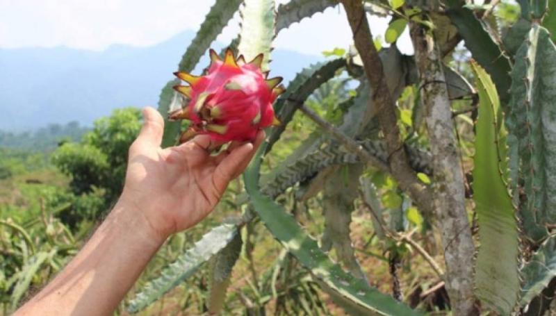 Tierras en Olmos atraen a productores para pitahaya
