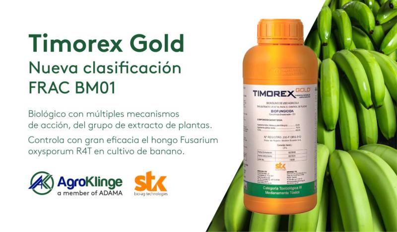 Timorex Gold previene y controla el Fusarium oxysporum R4T en banano