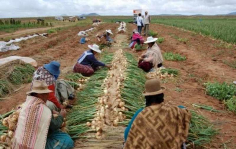 Titulación de tierras permitirá incrementar rentabilidad de los productores agrarios en por lo menos 12%