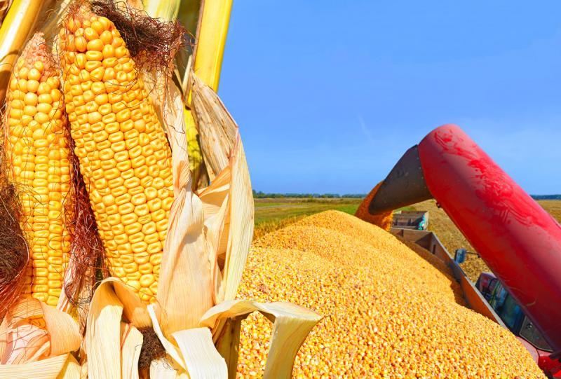 TLC con Estados Unidos bajaría precio interno del maíz amarillo