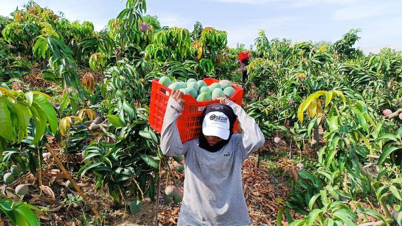 “Toda la campaña de mango ha tenido precios bajos”