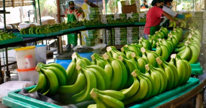 Toque de queda a partir de las 4 de la tarde en Piura afecta exportaciones de banano orgánico