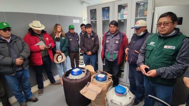 Transfieren 15 mil pajillas de alta calidad para mejorar producción ganadera en Puno