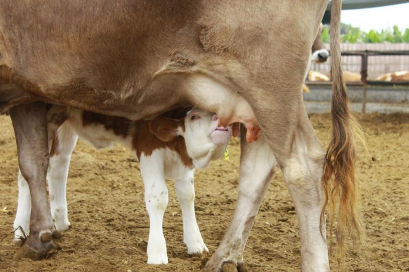 Transfieren material genético para mejorar calidad de carne y leche