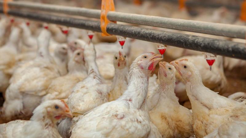 Tras los primeros casos en dos aves silvestres, la alerta por la gripe aviar llegó a Brasil