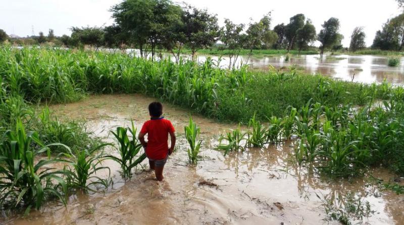 Tres mil hectáreas de cultivos habrían sido afectadas por desborde del río Piura