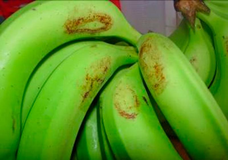 Trips de la mancha roja afectó el 45% del área cultivada de banano en Piura