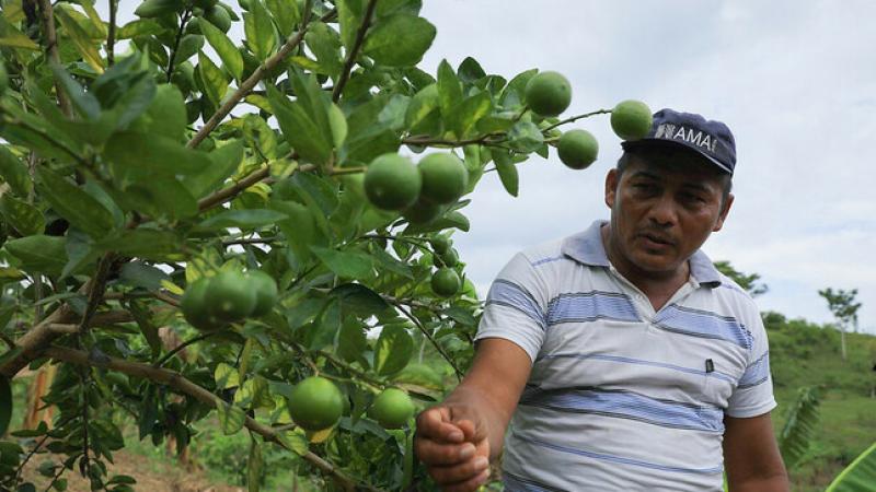 Tumbes: Antes se extraía hasta 20 mallas de limón por hectárea, pero actualmente solo se extrae media malla