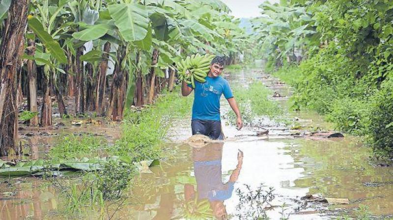 Tumbes: más de 5 mil hectáreas de plátanos y limones dañados por lluvias