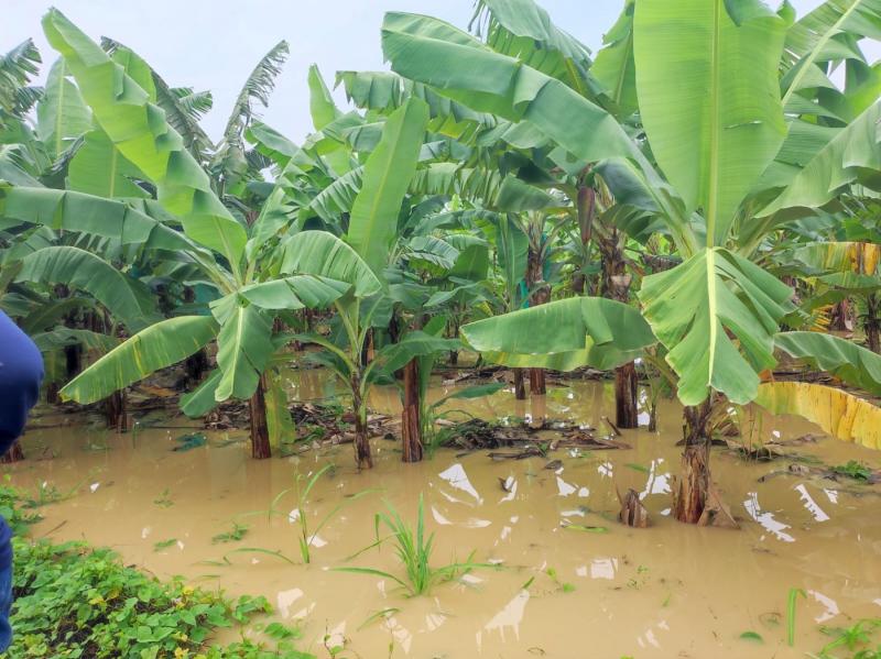 Tumbes reporta pérdidas de 1.273 hectáreas de banano