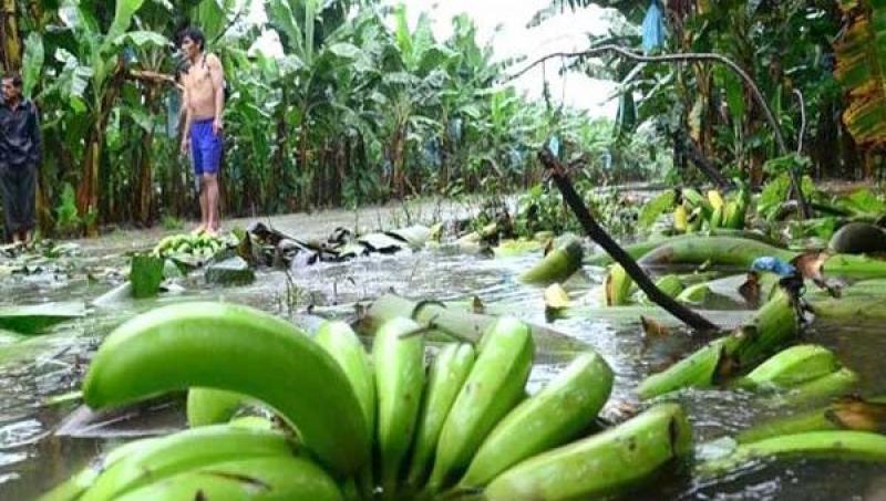 Tumbes: se han perdido 1.800 hectáreas de arroz y 1.400 de banano orgánico por lluvias