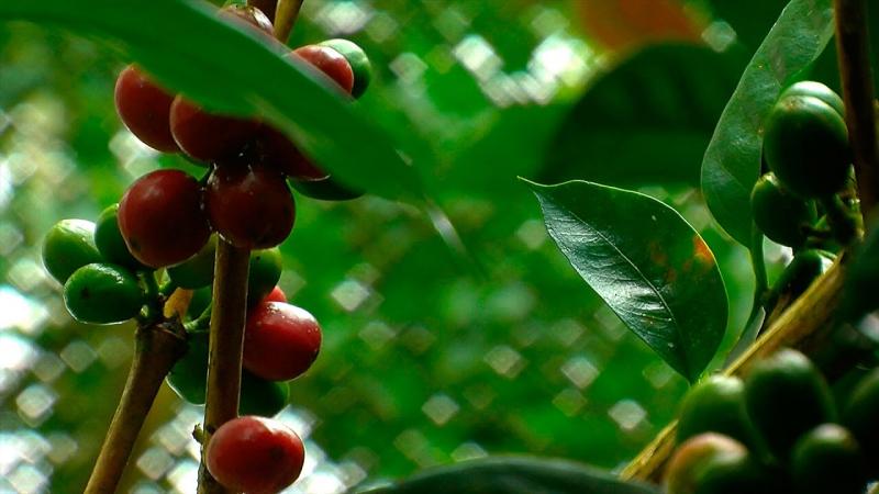 U.E. promueve siembra de árboles en fincas de café para jubilación de cafetaleros