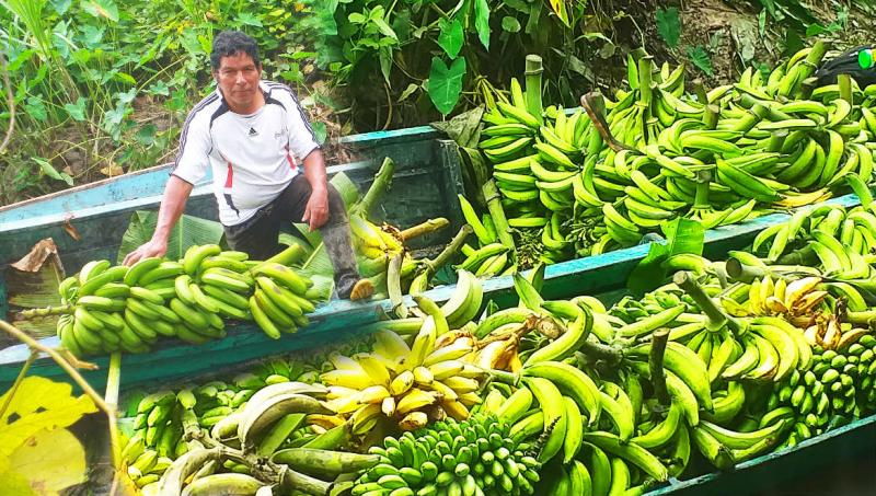 Ucayali: Devida transfiere S/ 589.975 para mejorar producción de plátano en 600 hectáreas
