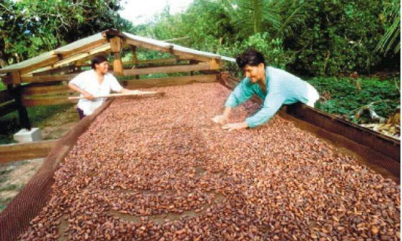 UCAYALI: IMPULSAN CADENA PRODUCTIVA DE CAFÉ, PALMA ACEITERA Y CAMU CAMU