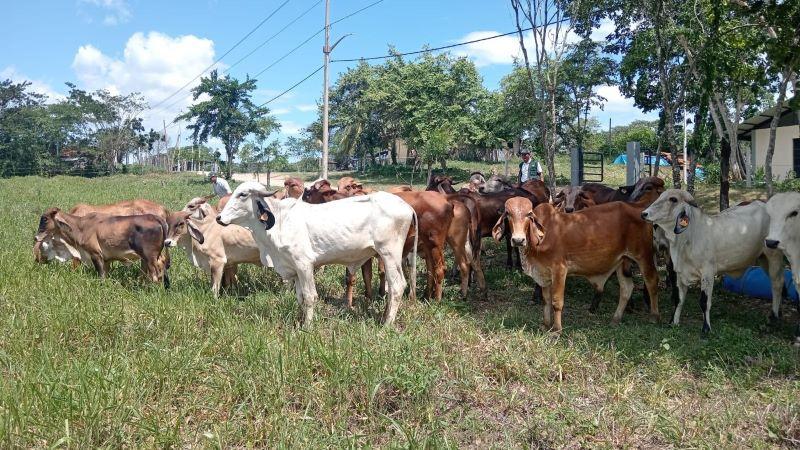 Ucayali: INIA transfirió 23 ejemplares de ganado vacuno raza Gyr de alto valor para mejorar calidad en la producción láctea