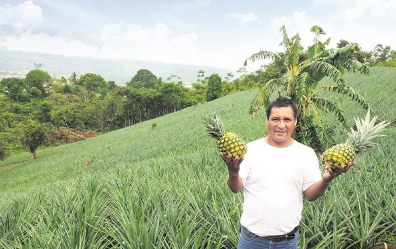 Ucayali: más de 15 mil familias reemplazaron sembríos de coca por cultivos alternativos