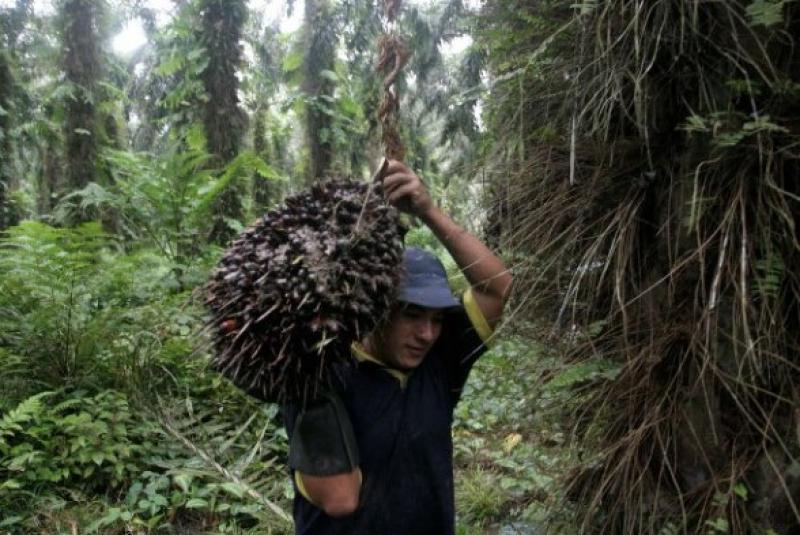 UCAYALI: PALMA ACEITERA SEGUIRÍA EXPANDIÉNDOSE