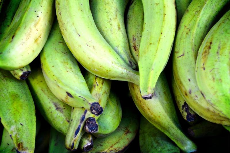 Ucayali: Productores de plátano sostienen ventas de 120 toneladas para la industria de chips