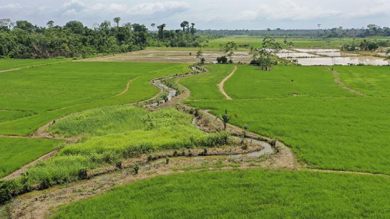 Ucayali: proyecto de riego permitirá irrigar 19.000 hectáreas en Curimaná