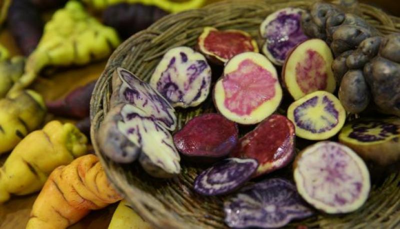 Un comprador chino se interesó por 300 toneladas anuales de papas nativas peruanas y no encontró producción