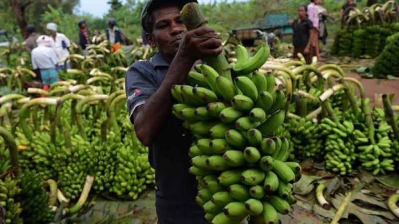 Una nueva enfermedad podría destruir la producción mundial de bananas, como ya sucedió en los años 50