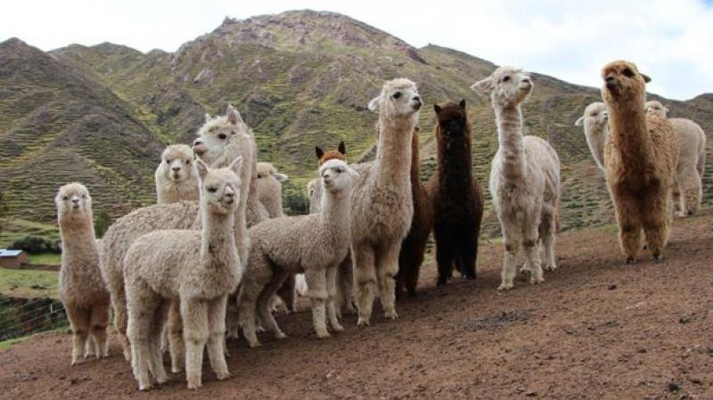 Una vacuna contra el Covid-19 diseñada en Perú comienza a probarse en alpacas