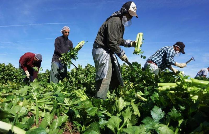 Una vida de sacrificio: los campesinos mexicanos que hacen la cosecha en EE.UU.