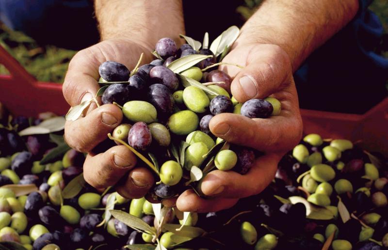 Unesco: El olivo contribuye al desarrollo económico y social de los pueblos