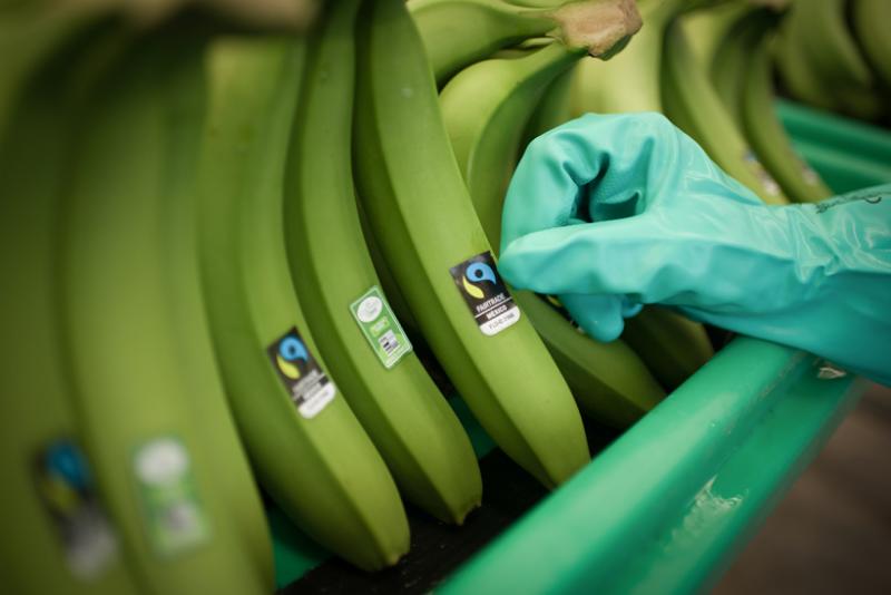 Unión Europea consume 6.5 millones de toneladas de bananas al año