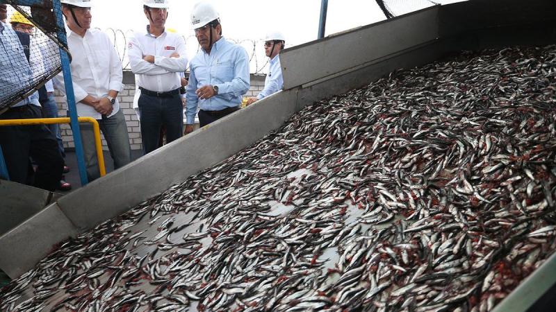 Urge adelantar la segunda temporada de pesca de anchoveta para mitigar la crisis económica y social que atraviesa el sector pesca