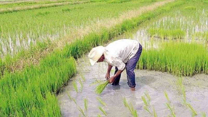 Urge frenar el sobrecultivo de arroz en Piura