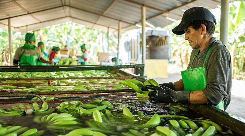 Urge impulsar la actividad de pequeños agricultores