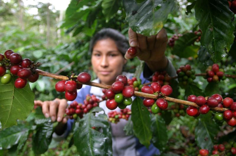 USAID Perú: Alianza para la Excelencia en Café benefició a más de 8.000 familias caficultores de Tingo María, Tocache y Moyobamba
