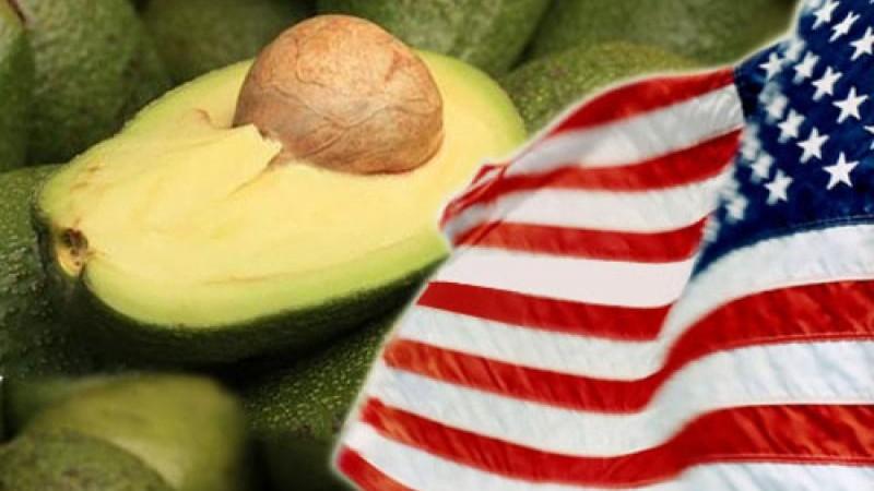 USDA: producción de palta en Estados Unidos aumentó 53% en volumen en 2024