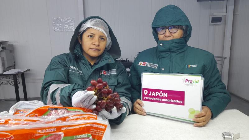 Uva ‘Allison’ de Piura inaugura los envíos peruanos de esta fruta al exigente mercado japonés