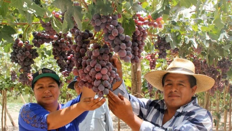 Uva de mesa 2026/27: El éxito depende de la precisión hídrica y la lectura climática anticipada