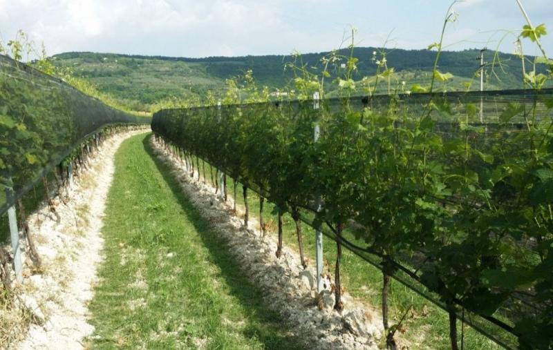 Uva de vino, Arrigoni piensa en el futuro con nuevas soluciones para la protección frente a los cambios climáticos  