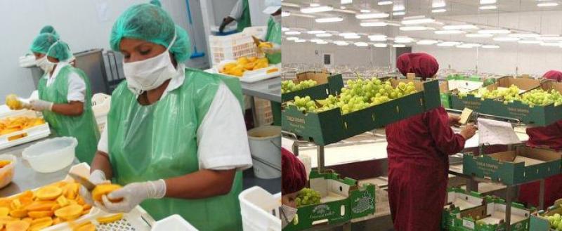 Uva y mango lideraron ranking de exportaciones no tradicionales en el primer trimestre del 2018