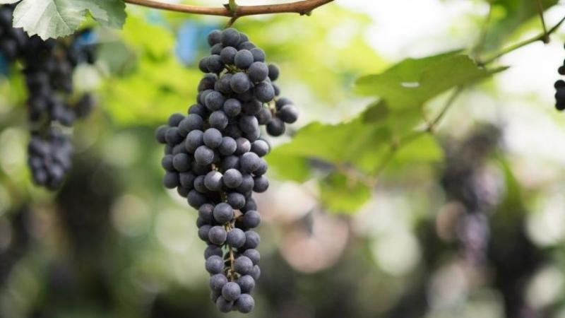 Uvas sin semilla representan cerca del 75% exportado por parte de Perú