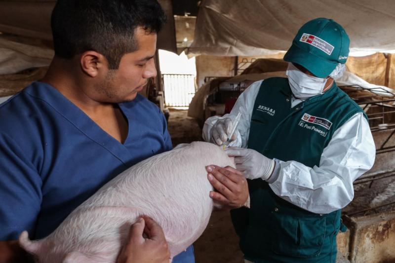 Vacunarán 3.4 millones de cerdos a escala nacional contra la peste porcina clásica