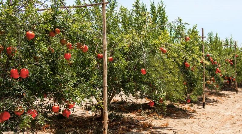 “VALLE Y PAMPA” GANA EL PREMIO PERÚ 2021 A LA RESPONSABILIDAD SOCIAL
