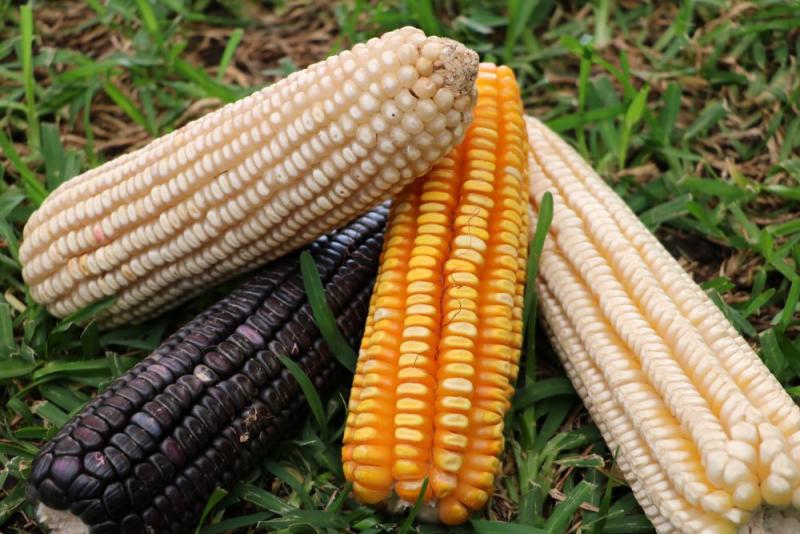 Valor bruto de la producción de maíz en grano representa el 5.9% del valor de la producción agrícola del país en 2020