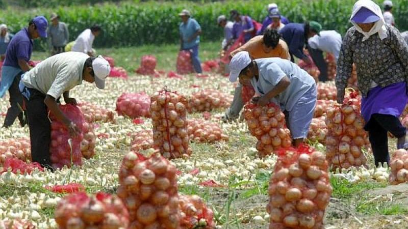 Valor de la producción agropecuaria de Perú creció 2.8% en el primer semestre