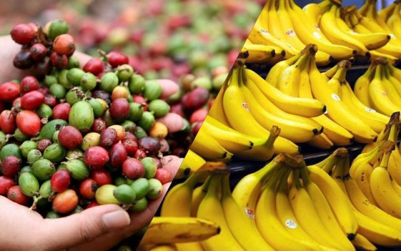 Variedades extranjeras de banano y café resistentes a plagas son introducidas al Perú