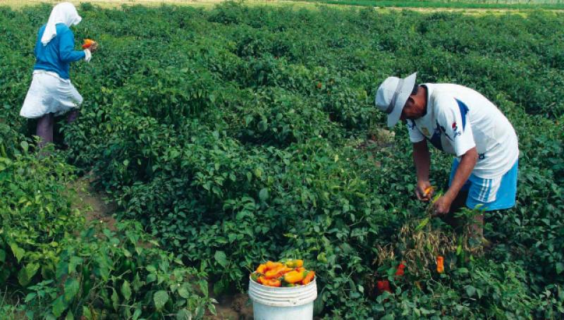 VIDEO: HUERTO DE LA UNIVERSIDAD AGRARIA LA MOLINA PRUEBA VARIEDADES DE AJÍ CON POTENCIAL COMERCIAL