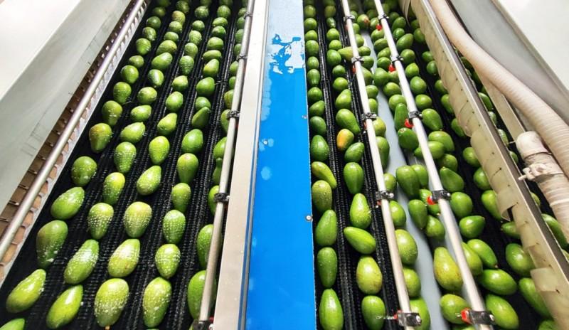 VII Congreso Latinoamericano de la Palta reunirá a expertos en Lima